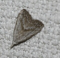 Meganola brunellus