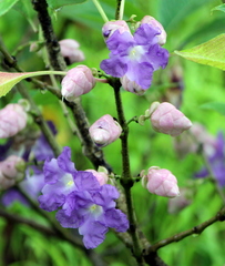 Strobilanthes callosa