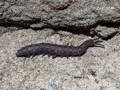 Ooperipatellus