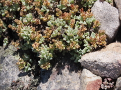 Oscularia deltoides