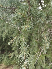 Cedrus atlantica