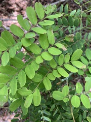 Senna gaudichaudii