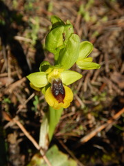 Ophrys lutea