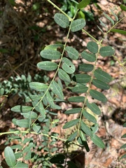 Senna gaudichaudii