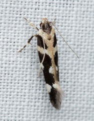 Macrobathra