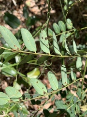 Senna gaudichaudii