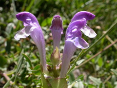Scutellaria alpina