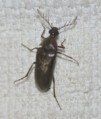 Ripiphoridae