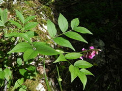 Lathyrus venetus