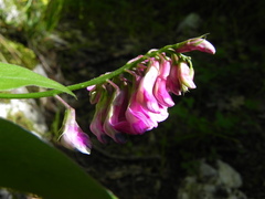Lathyrus venetus