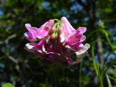 Lathyrus venetus