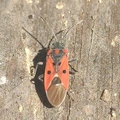 Lygaeus creticus