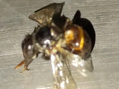 Apis mellifera