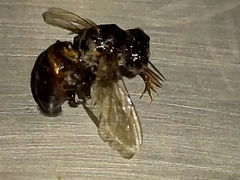 Apis mellifera