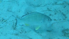 Acanthopagrus australis