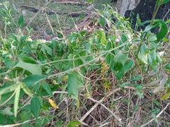 Passiflora herbertiana herbertiana