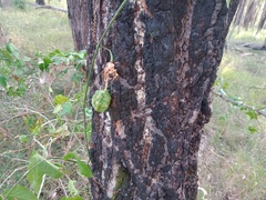 Passiflora herbertiana herbertiana