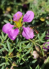 Sphaerophoria rueppellii