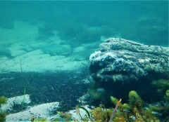 Sillaginodes punctatus