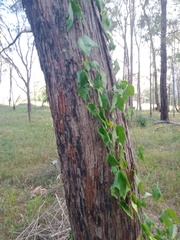 Passiflora herbertiana herbertiana