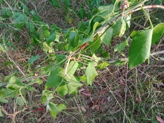 Passiflora herbertiana herbertiana