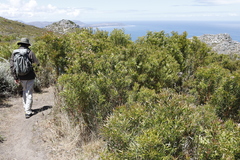 Protea lepidocarpodendron