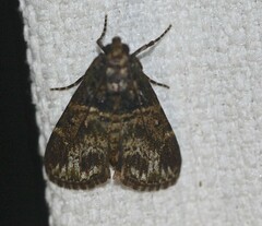Orthaga atribasalis