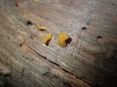 Dacrymyces capitatus