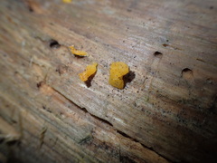 Dacrymyces capitatus