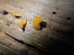Dacrymyces capitatus