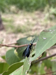 Adurgoa gonagra