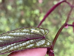 Sphingidae
