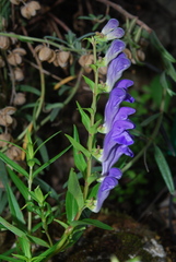 Scutellaria baicalensis