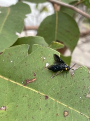 Adurgoa gonagra