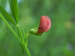 Lathyrus sphaericus