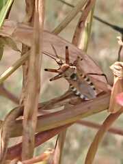 Rhynocoris punctiventris