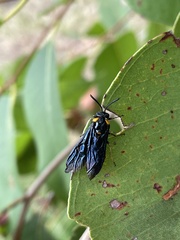 Adurgoa gonagra