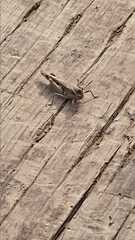 Acrotylus insubricus