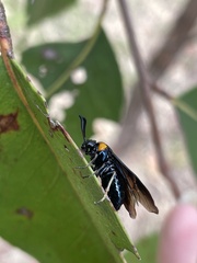 Adurgoa gonagra