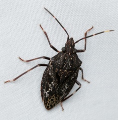 Aglaophon variegatus