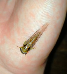 Palapsalta vitellina