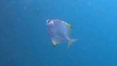 Monodactylus argenteus