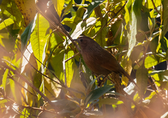 Trochalopteron lineatum