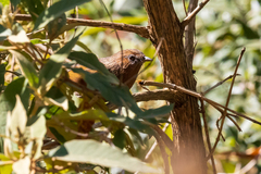 Trochalopteron lineatum