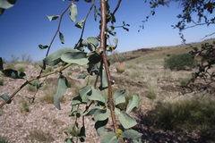 Commiphora glaucescens