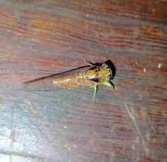 Palapsalta vitellina