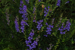 Scutellaria baicalensis