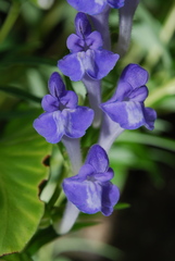 Scutellaria baicalensis