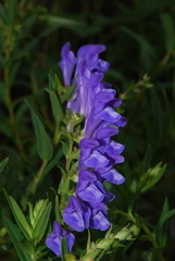 Scutellaria baicalensis