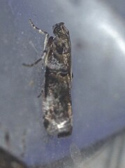 Conobathra hemichlaena